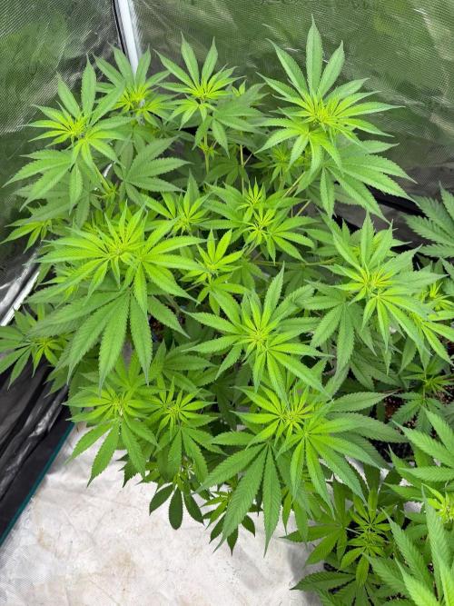 Shishka 🍋🥤. Week 9