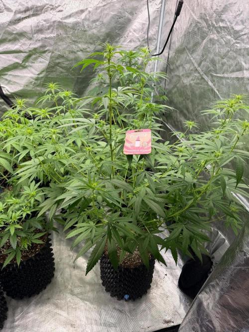 Caribbean 👸🏽. Week 9