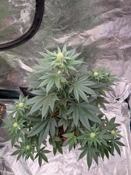 Melonade 🍈. Week 9