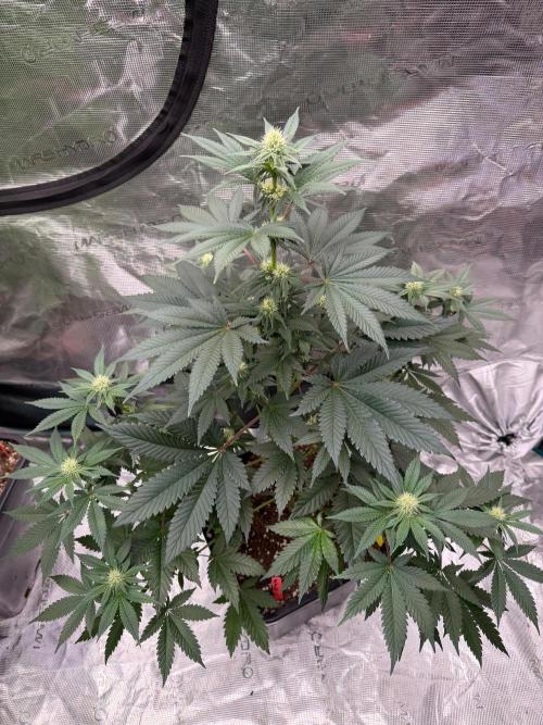 Melonade 🍈. Week 9