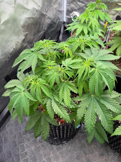 🍓🍪 x 🍋🍒. Week 7