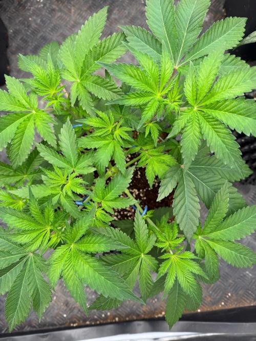 La Bomba x Cherry Crush. Week 7