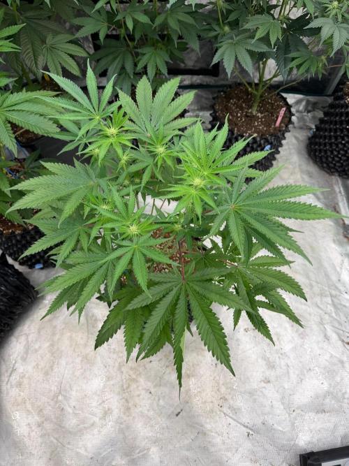 Chama 🗿. Week 9