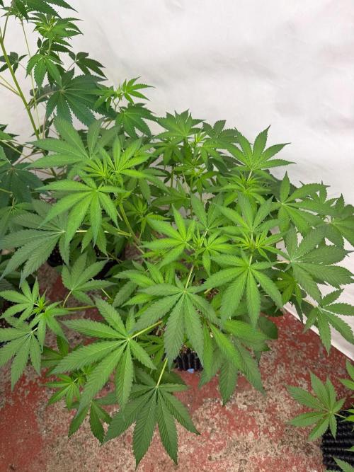 Blueberry x ocean fruit. Week 8