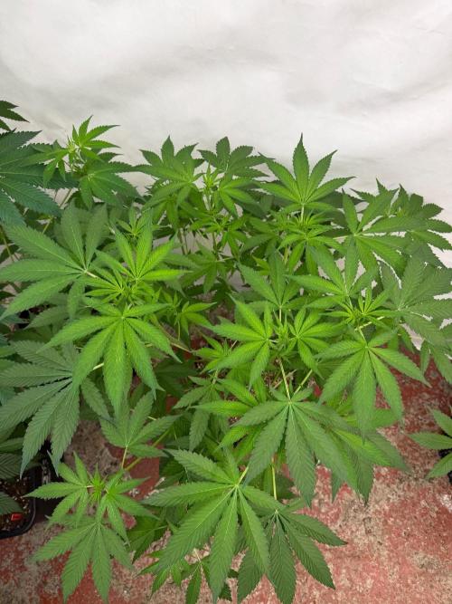 Blueberry x ocean fruit. Week 8