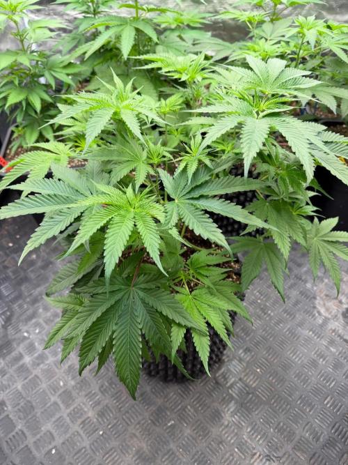 🍓🍪 x 🍋🍒. Week 8