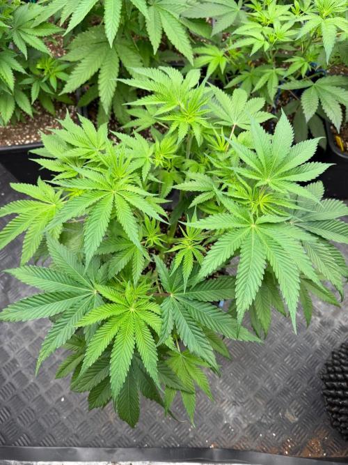 🍓🍪 x 🍋🍒. Week 8