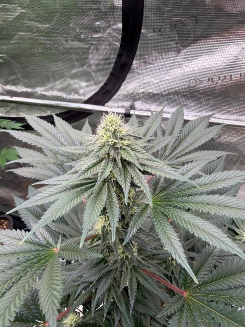 Melonade 🍈. Week 10