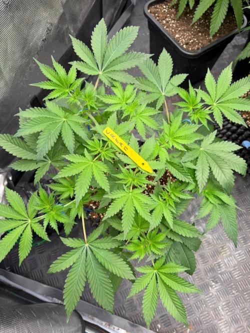 La Bomba x Cherry Crush. Week 8