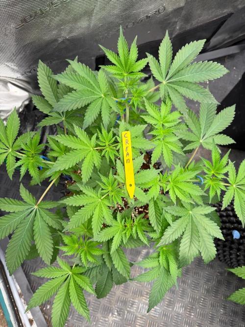 La Bomba x Cherry Crush. Week 8