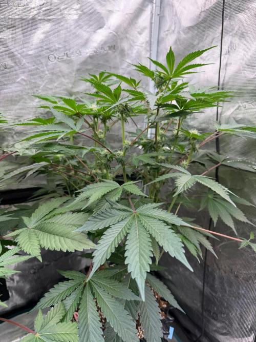 Golden Peach 🍑. Week 11