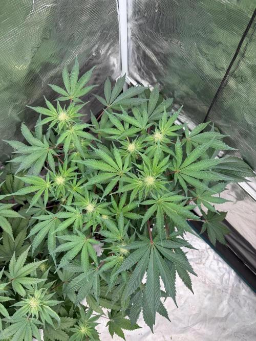 Sunset Peach Fem. Week 11