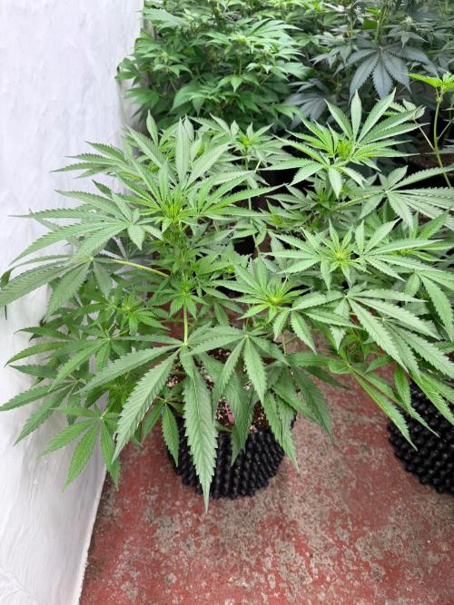 Lychee ㊗️. Week 9
