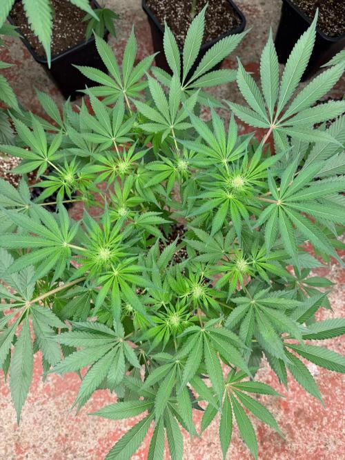 Magic Guava 🍐🍓. Week 9