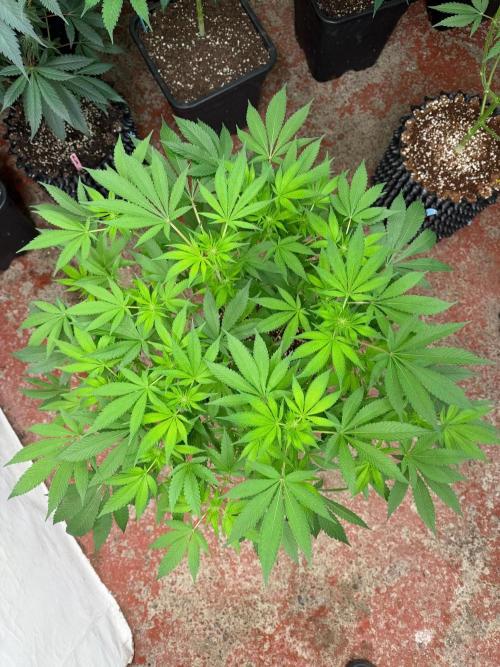 Queen of frost 👸. Week 9
