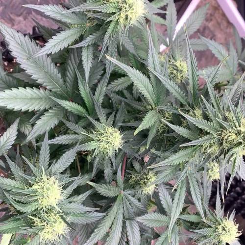 Mint Jelly auto