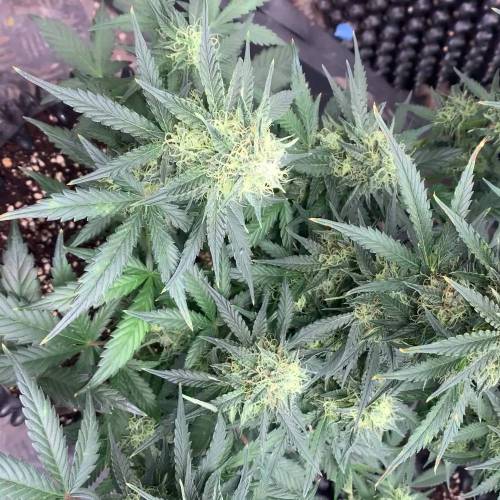 Mint Jelly auto