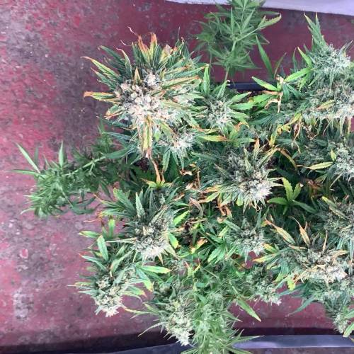 Auto Cinderella Jack