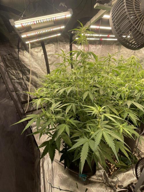 Fat Bastard Auto. Week 5