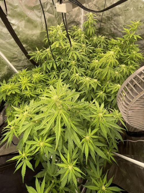 Fat Bastard Auto. Week 5