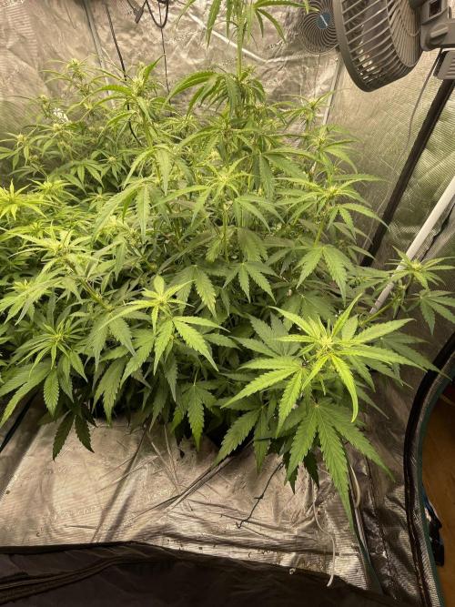 Fat Bastard Auto. Week 5