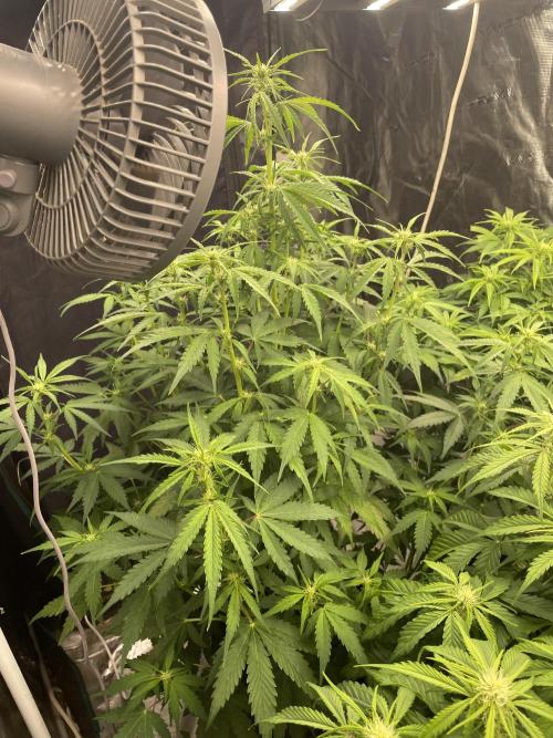 Fat Bastard Auto. Week 5