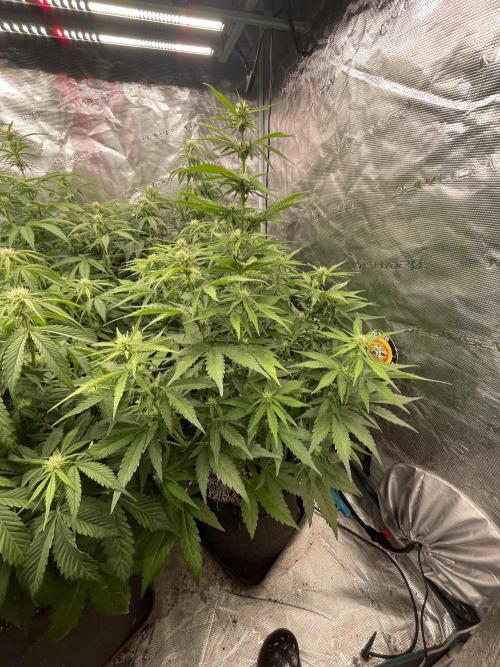 Dognabis #811A Jealousy Diesel Auto. Week 5