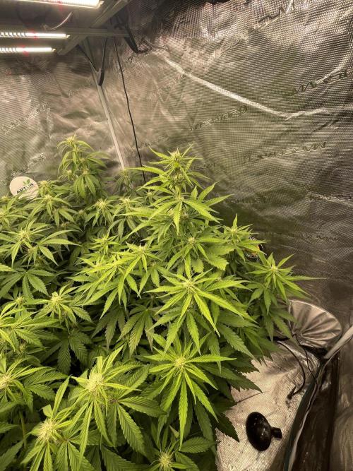 Dognabis #811A Jealousy Diesel Auto. Week 5