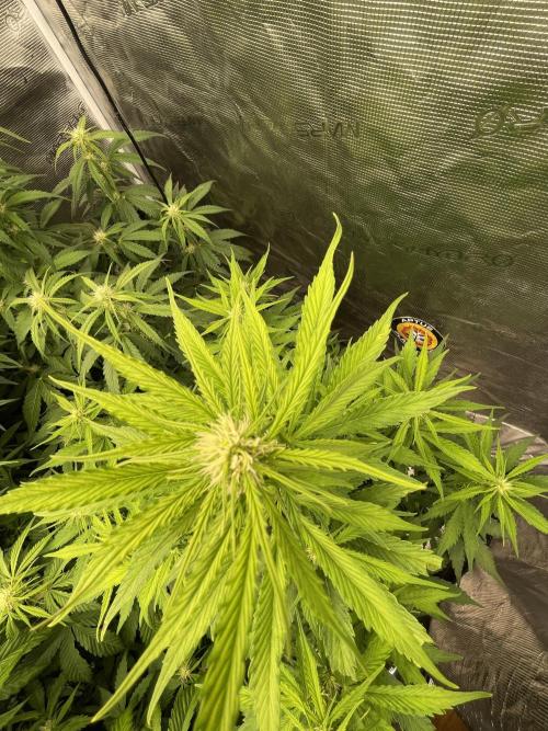 Dognabis #811A Jealousy Diesel Auto. Week 5