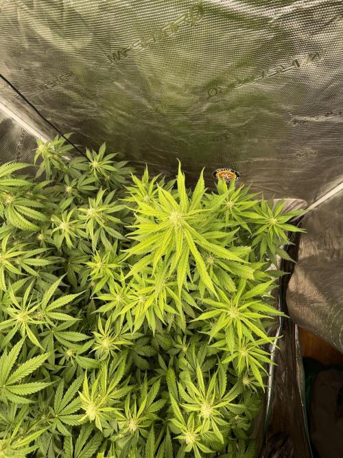 Dognabis #811A Jealousy Diesel Auto. Week 5