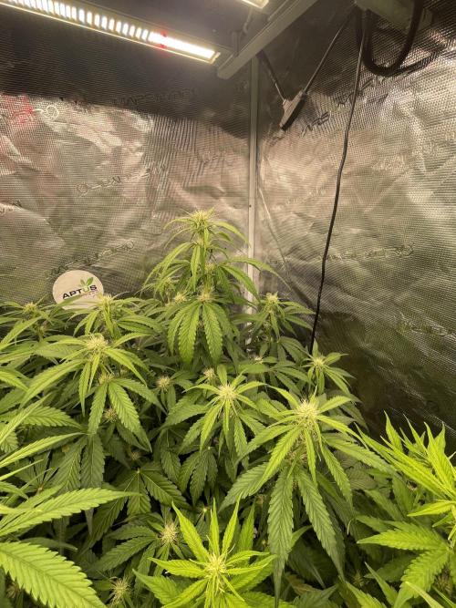 Dognabis #811A Jealousy Diesel Auto. Week 5