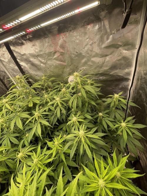 Dognabis #811A Jealousy Diesel Auto. Week 5