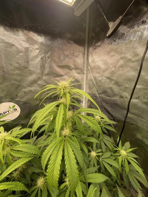 Dognabis #811A Jealousy Diesel Auto. Week 5