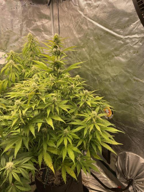 Dognabis #811A Jealousy Diesel Auto. Week 6