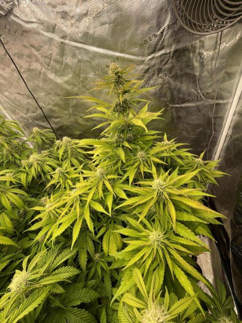 Dognabis #811A Jealousy Diesel Auto. Week 6