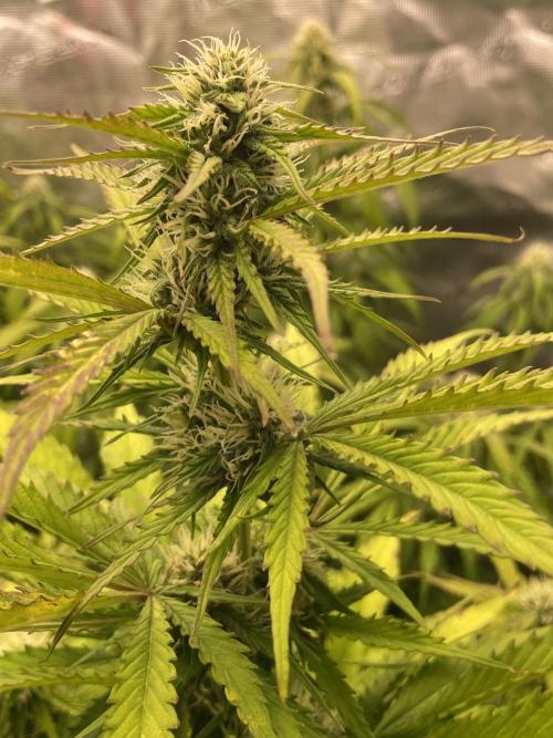 Dognabis #811A Jealousy Diesel Auto. Week 6