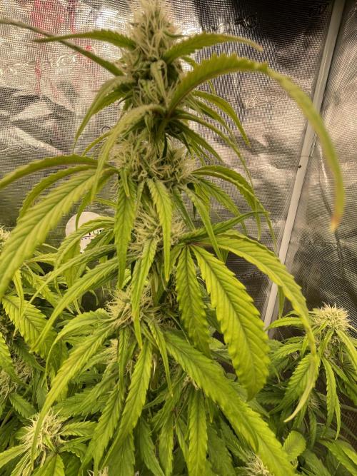 Dognabis #811A Jealousy Diesel Auto. Week 6