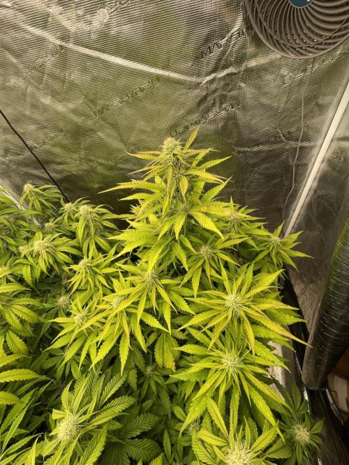 Dognabis #811A Jealousy Diesel Auto. Week 6