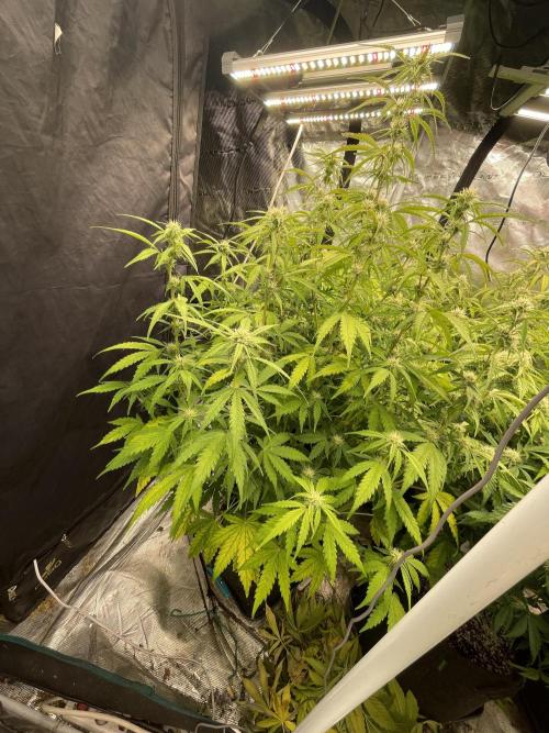 Fat Bastard Auto. Week 6