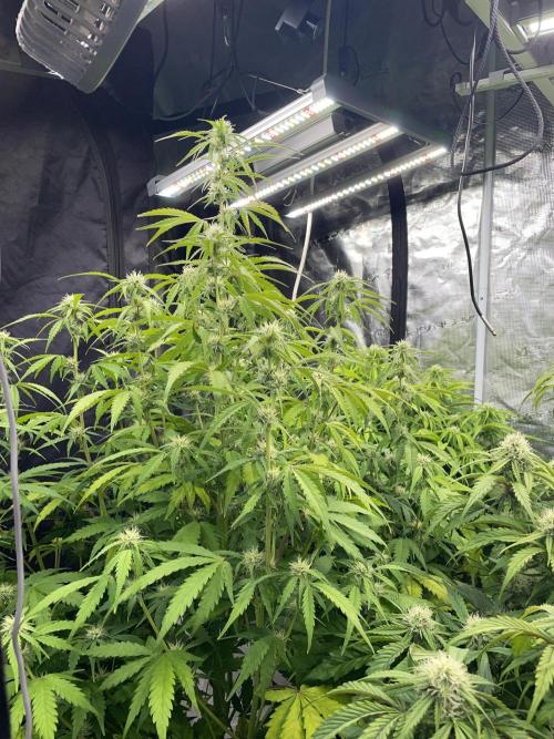 Fat Bastard Auto. Week 6