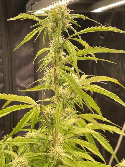 Fat Bastard Auto. Week 6