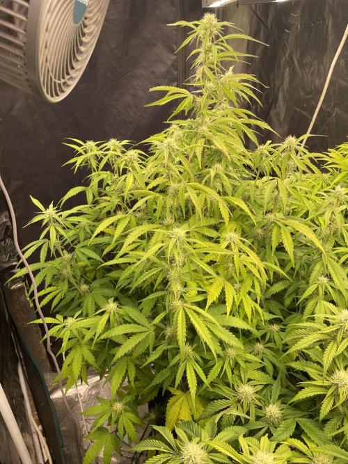 Fat Bastard Auto. Week 6