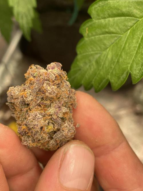 Dark Lemonade Auto. Week 9