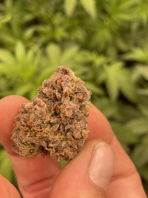 Dark Lemonade Auto. Week 9