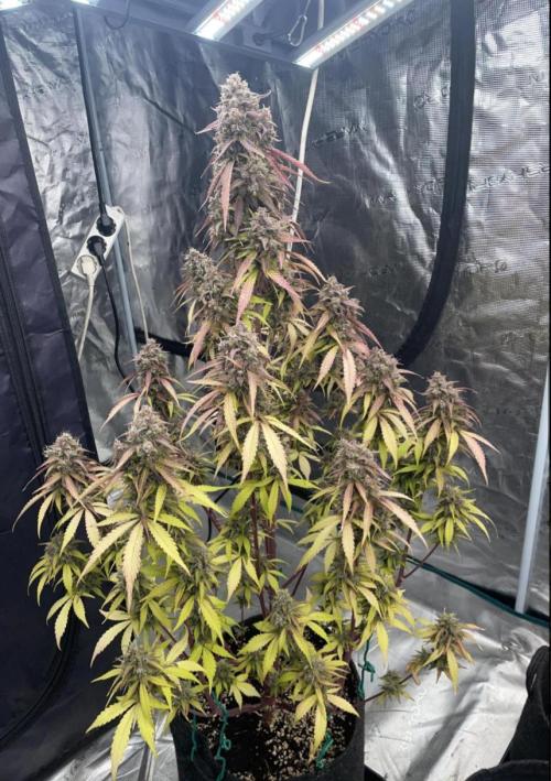 Dark Lemonade Auto. Week 9