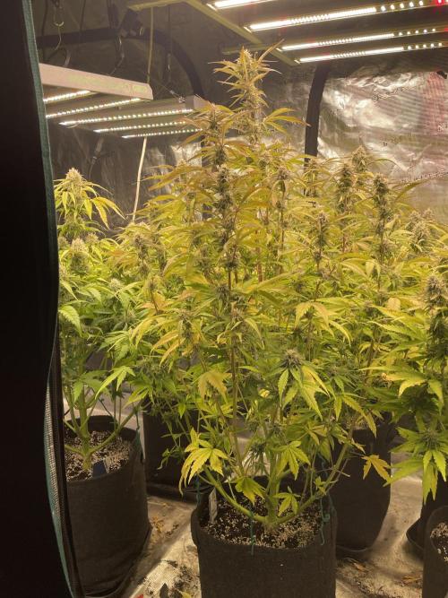 Fat Bastard Auto. Week 7