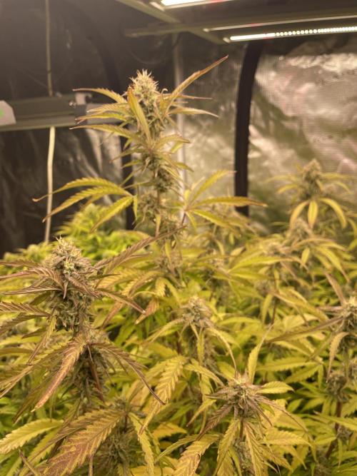 Fat Bastard Auto. Week 7