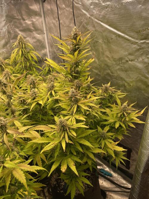 Dognabis #811A Jealousy Diesel Auto. Week 7