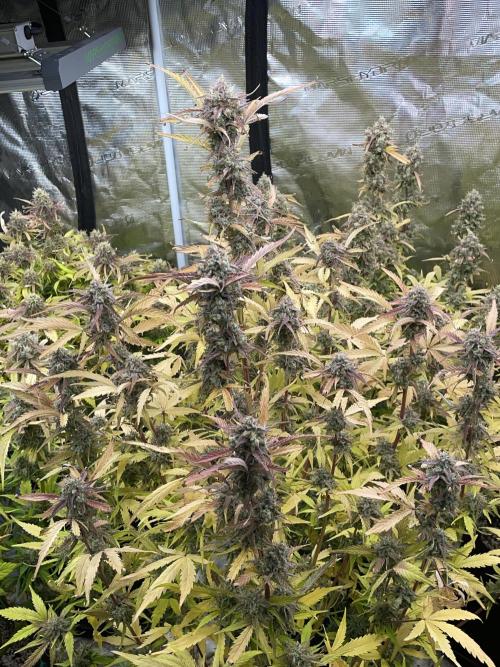 Fat Bastard Auto. Week 8