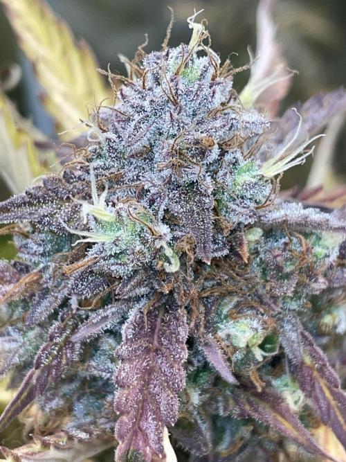 Fat Bastard Auto. Week 8